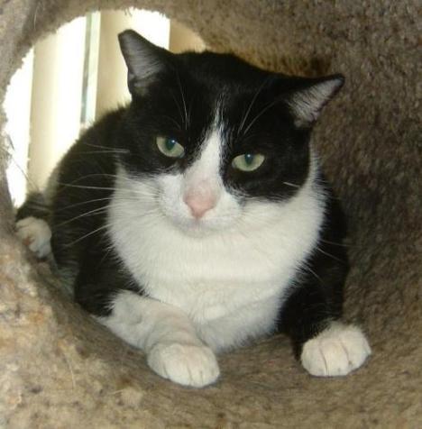 Cats like Magoo, who are waiting to be adopted, get to enjoy toys, food, bedding and more when they are donated.